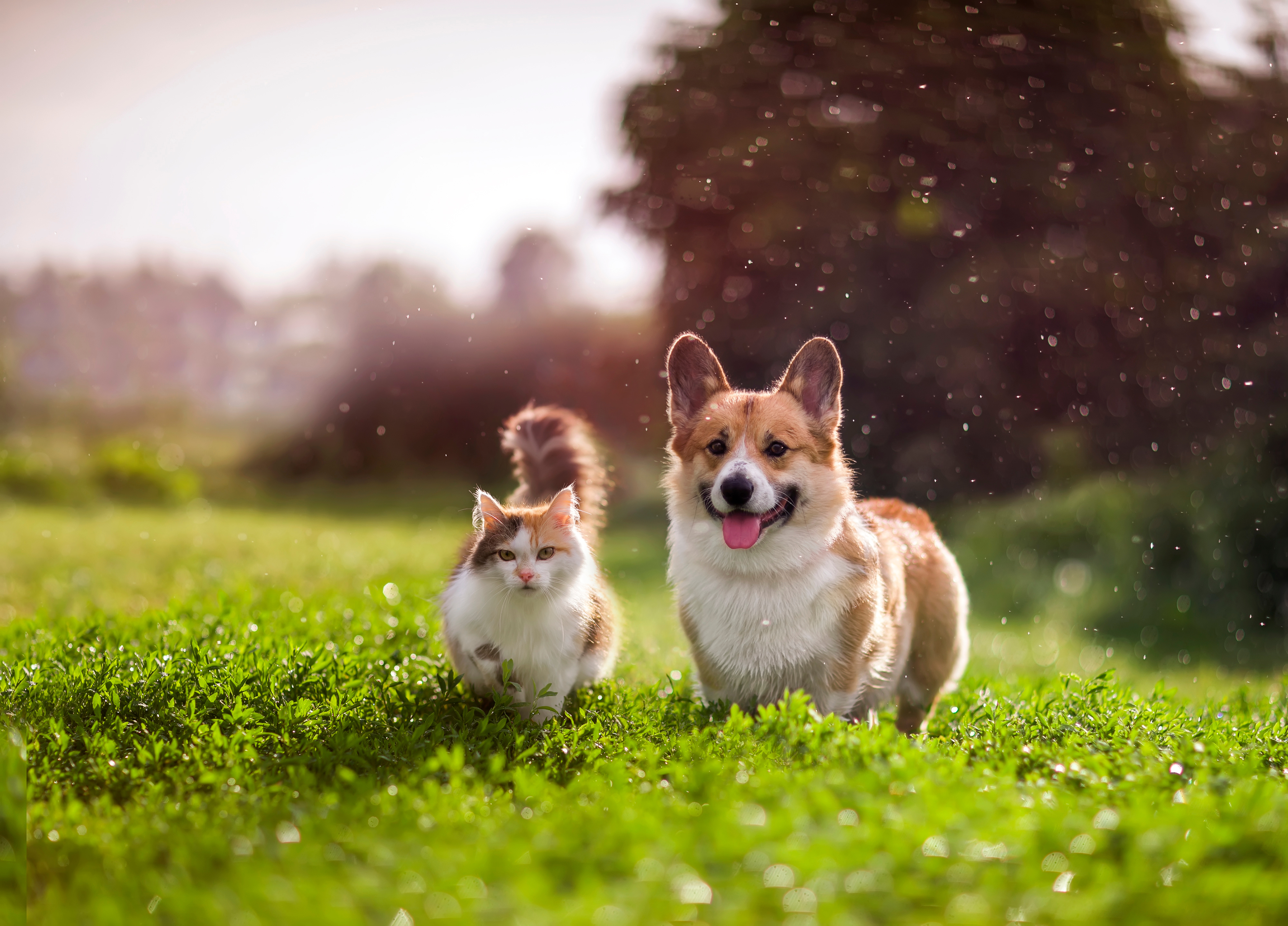 Risk based parasiticide use for cats and dogs     
