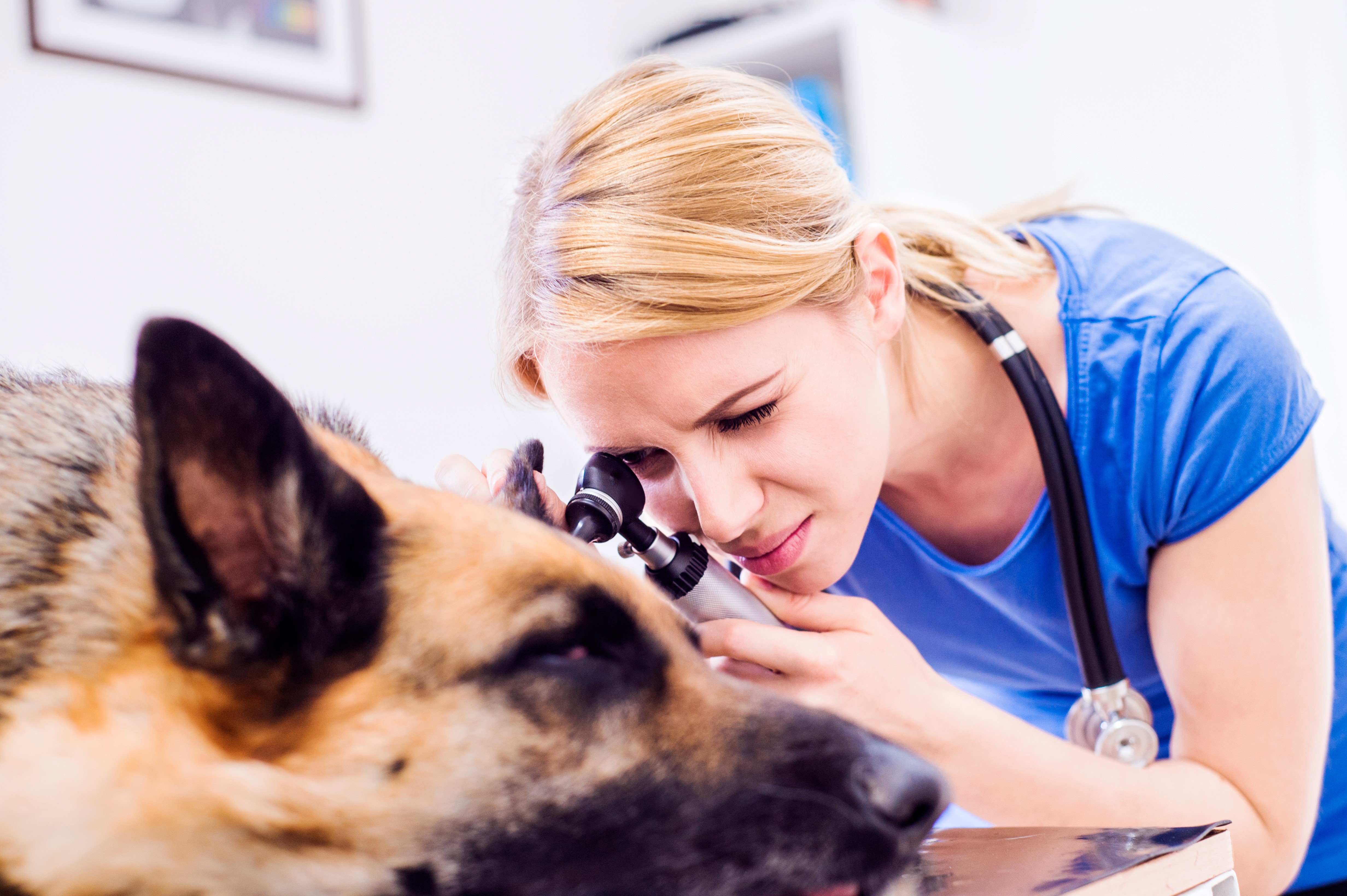 Otitis Externa &#8211; Treatment plan clinical guide